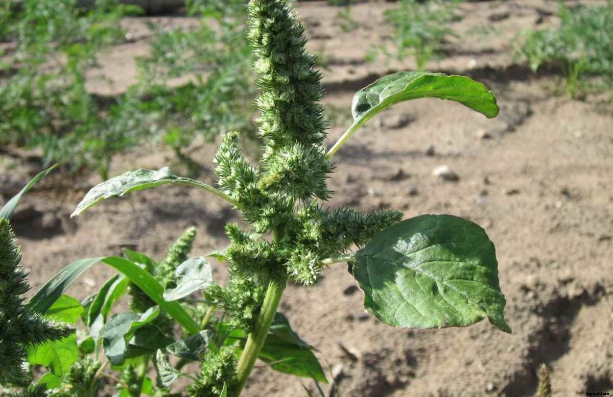 Growing Organic Amaranth In Pots, Backyard At Home