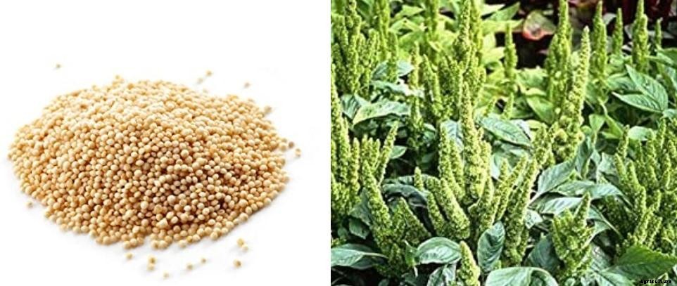 Growing Organic Amaranth In Pots, Backyard At Home