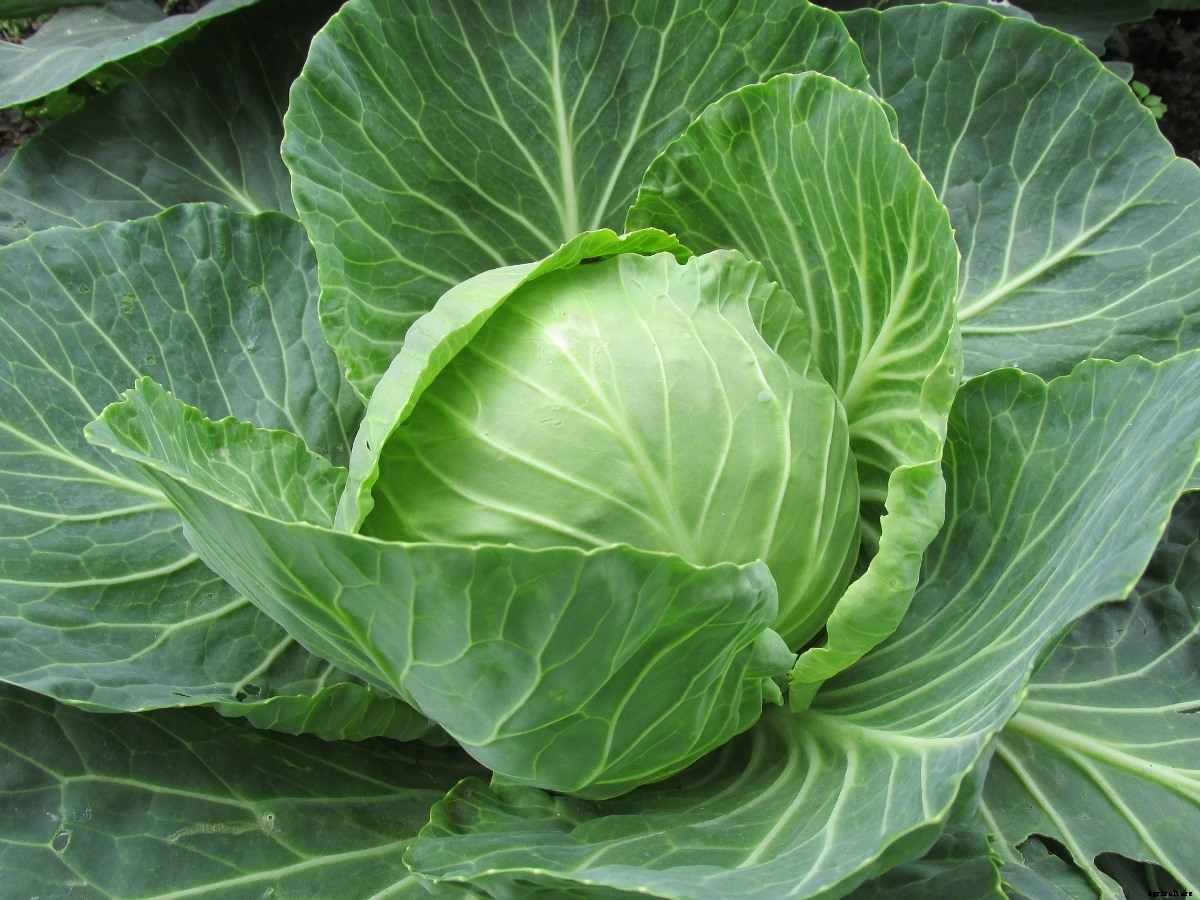Companion Plants For Vegetable Garden