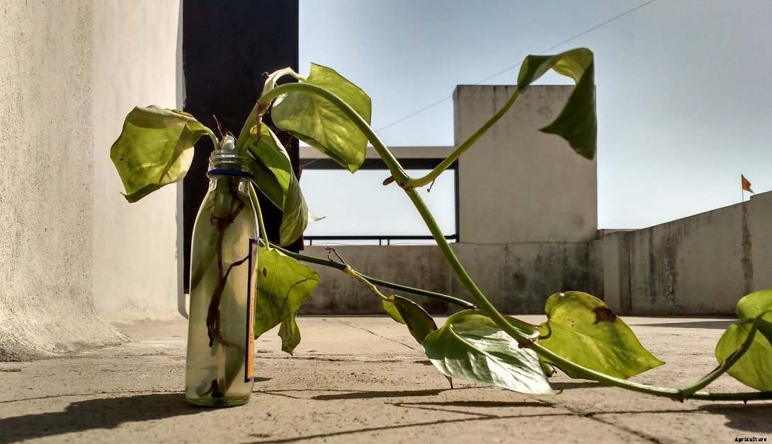 How To Grow Money Plant At Home – A Full Guide