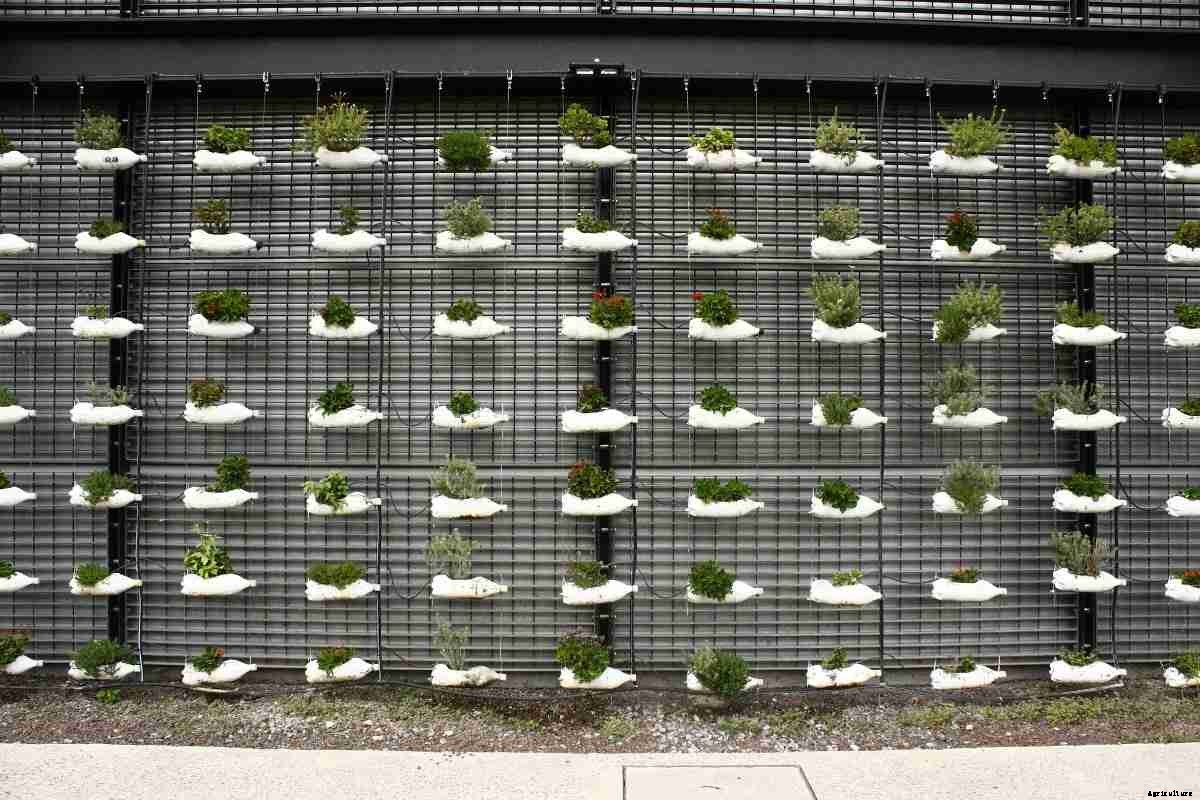 Growing Plants In Bottles (Plastic/Glass)