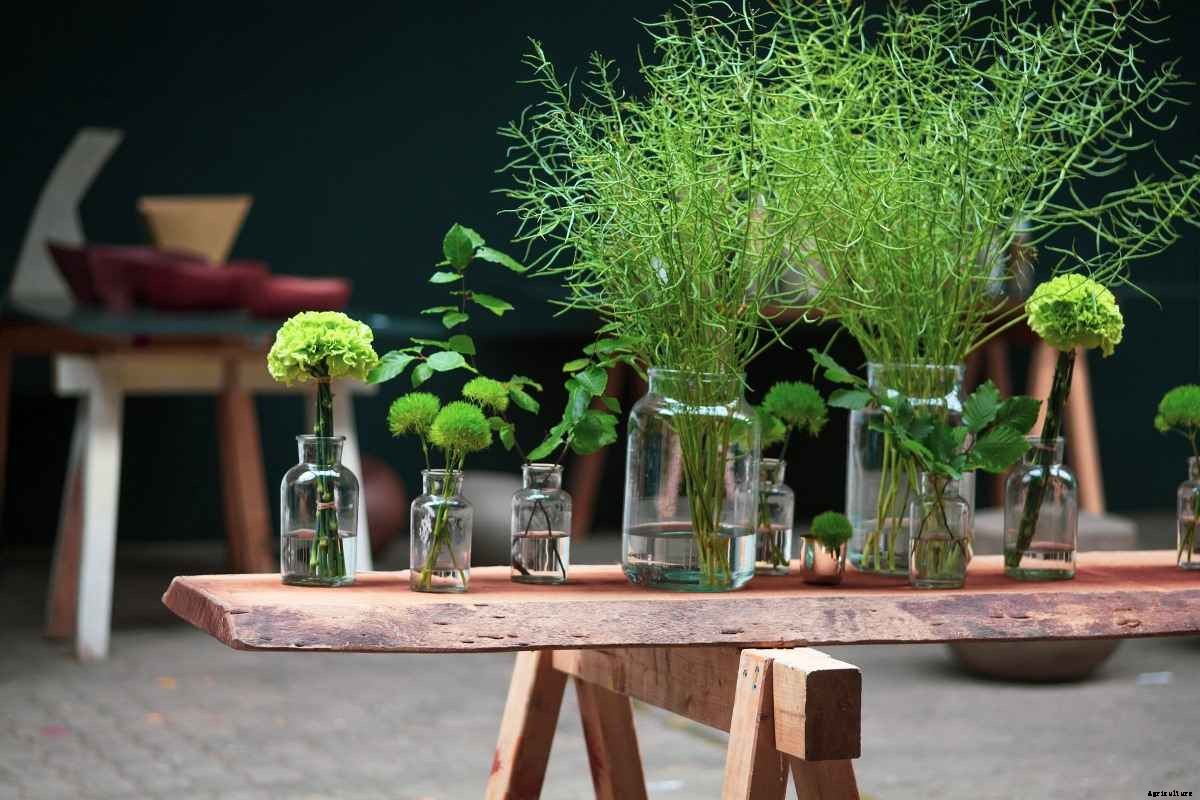 Growing Plants In Bottles (Plastic/Glass)