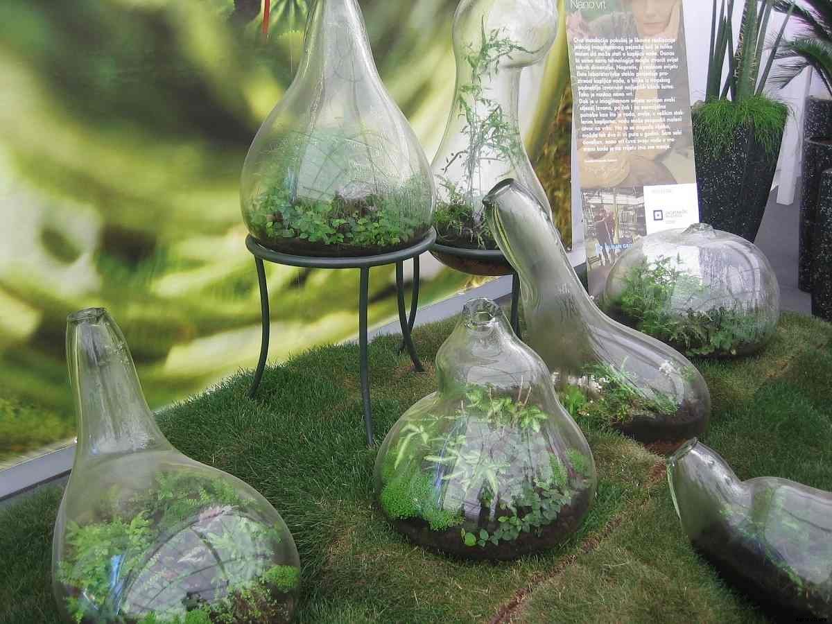 Growing Plants In Bottles (Plastic/Glass)