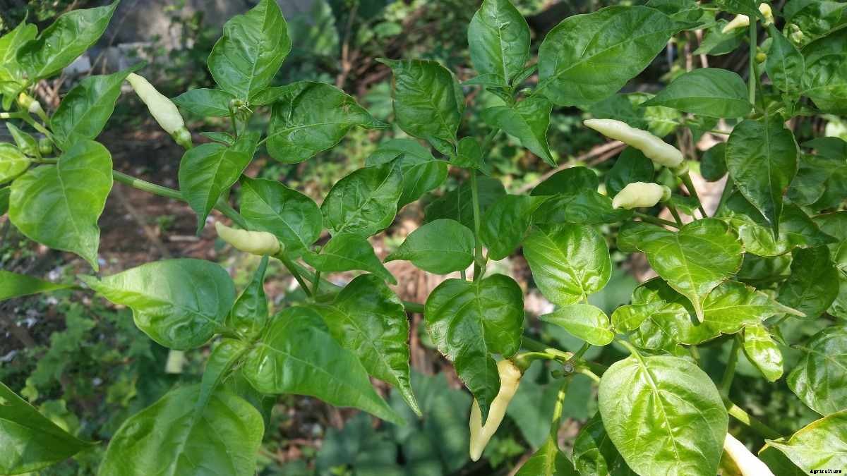 How To Grow Chilli Plants At Home (Pepper/Mirchi)