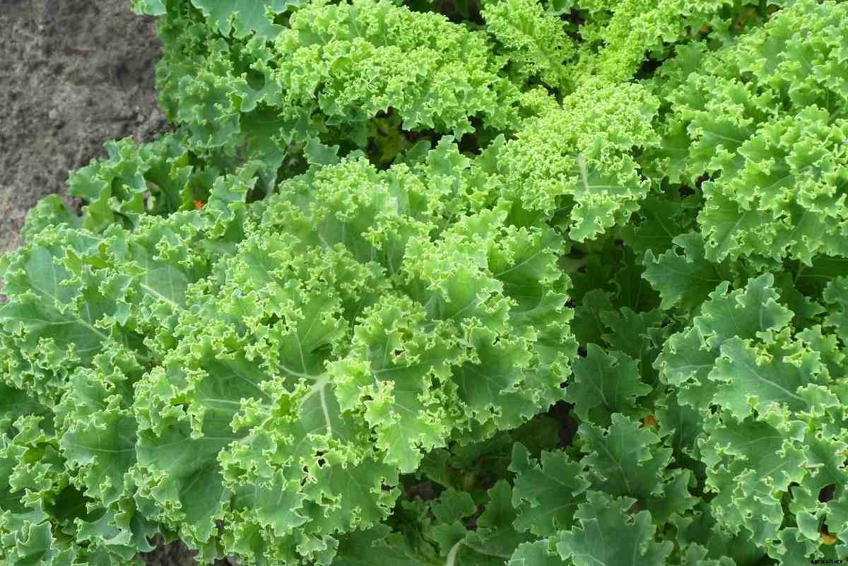 Growing Kale Organically At Home – A Full Guide