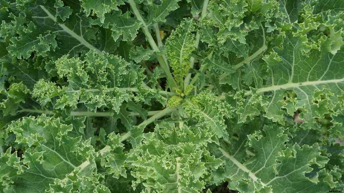 Growing Kale Organically At Home – A Full Guide