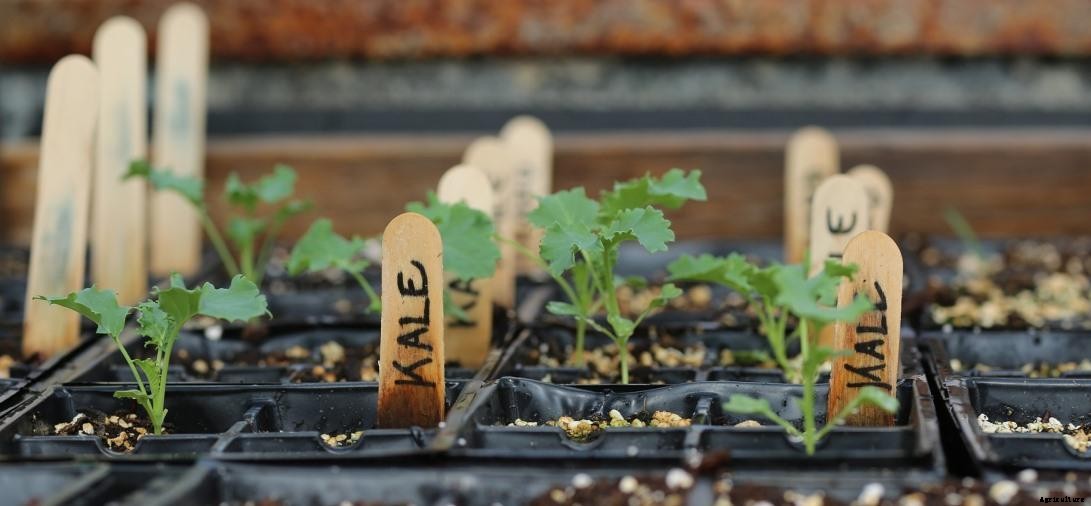 Growing Kale Organically At Home – A Full Guide