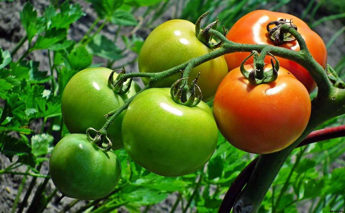 Home Gardening Tips, Tricks, Ideas,  for Beginners