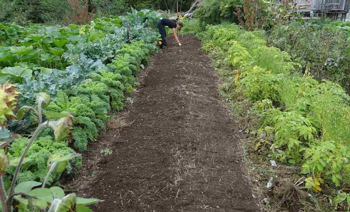 Home Gardening Tips, Tricks, Ideas,  for Beginners