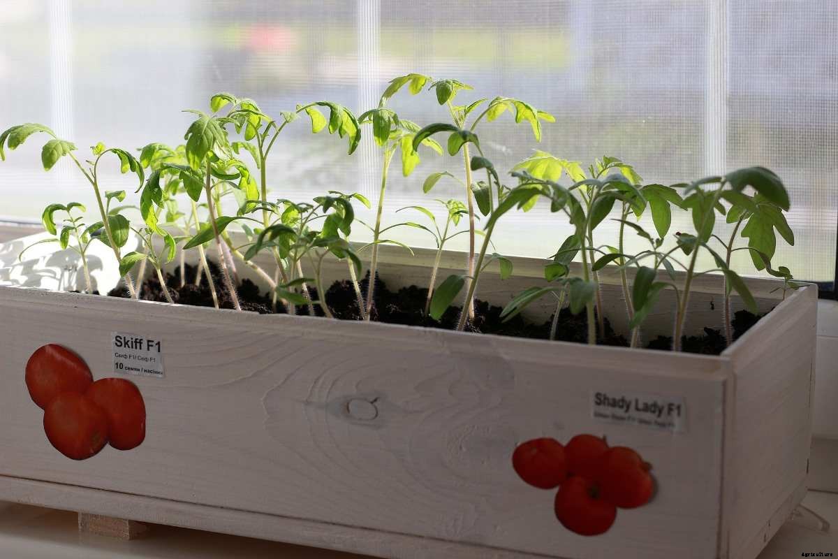 How To Grow Tomatoes At Home – A Full Guide