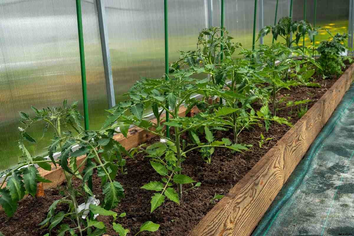 How To Grow Tomatoes At Home – A Full Guide