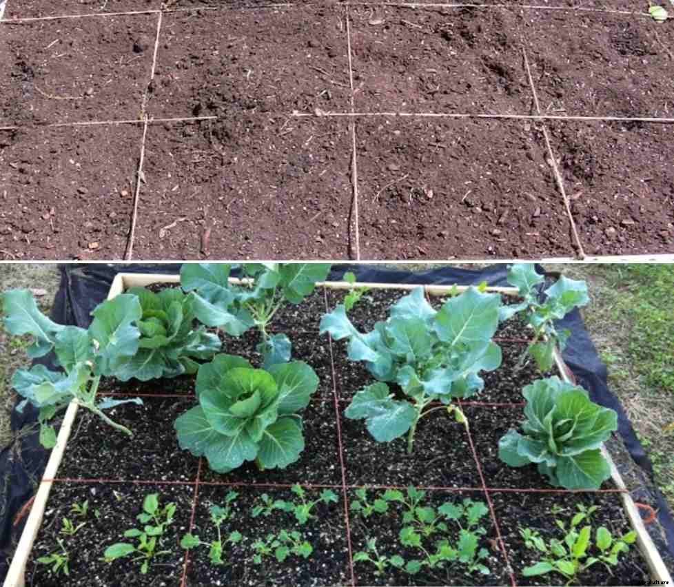Organic Square Foot Gardening – Design, Ideas, Tips