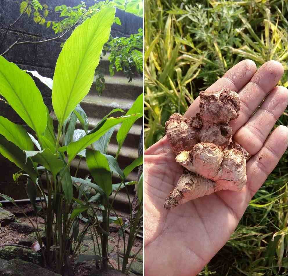 How To Grow Ginger At Home – A Complete Guide