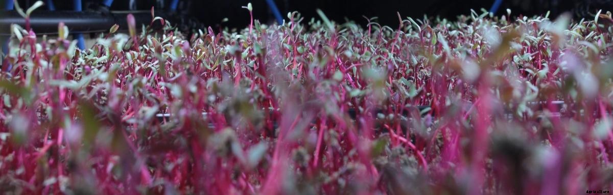 Growing Organic Microgreens in the Backyard