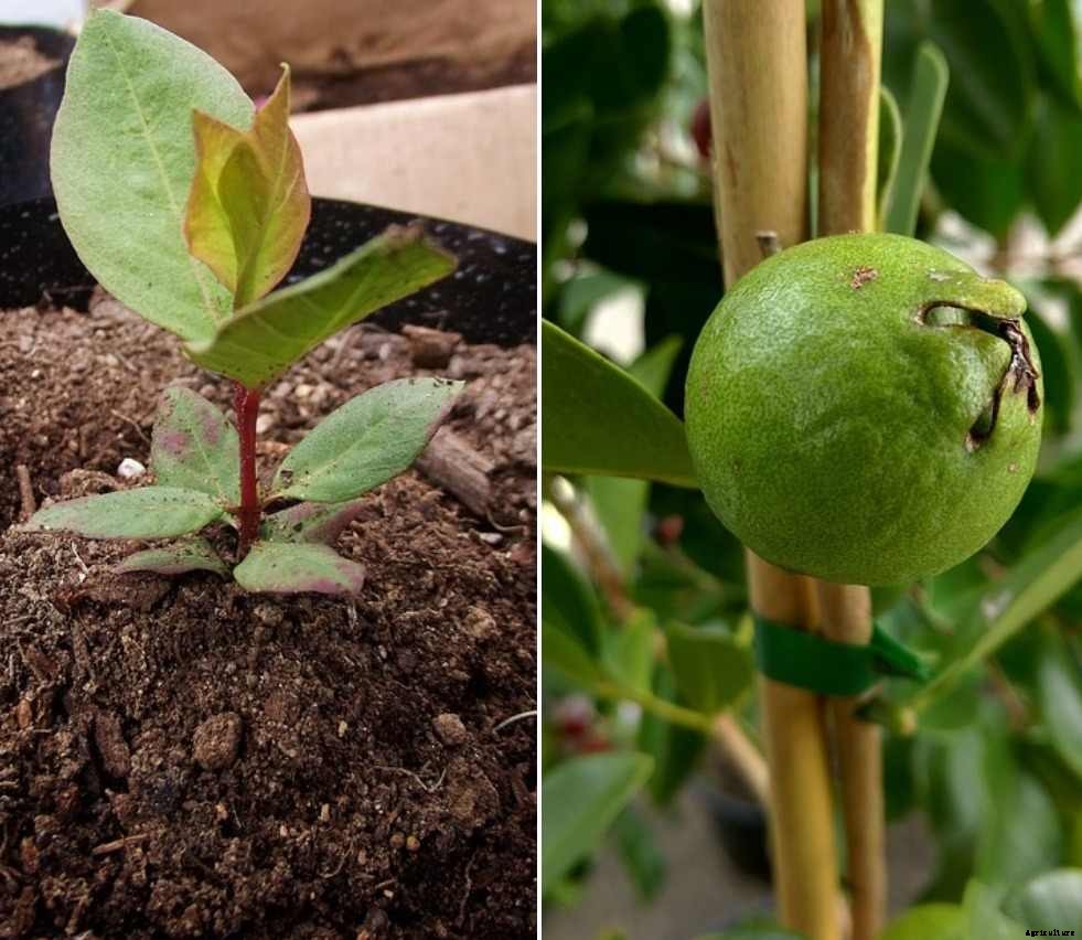 Growing Guava in the Backyard – A Full Guide