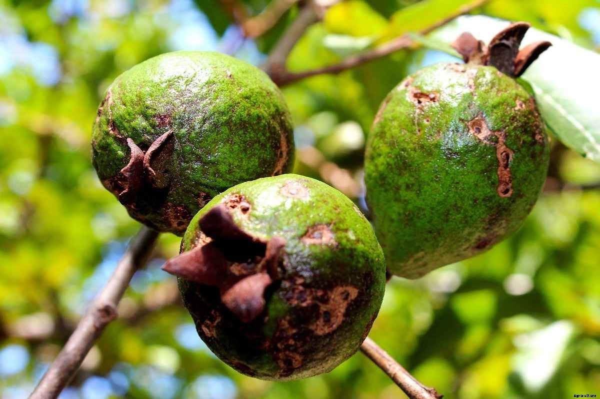 Growing Guava in the Backyard – A Full Guide