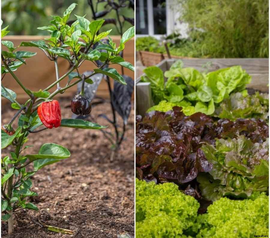 Vegetable Spacing in the Raised Bed Garden
