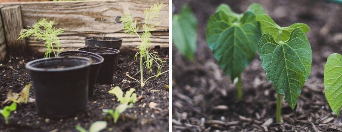 Vegetable Spacing in the Raised Bed Garden