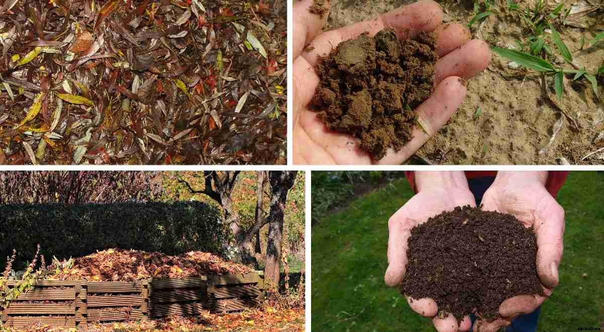 Making Compost From Dry Leaves And Flowers
