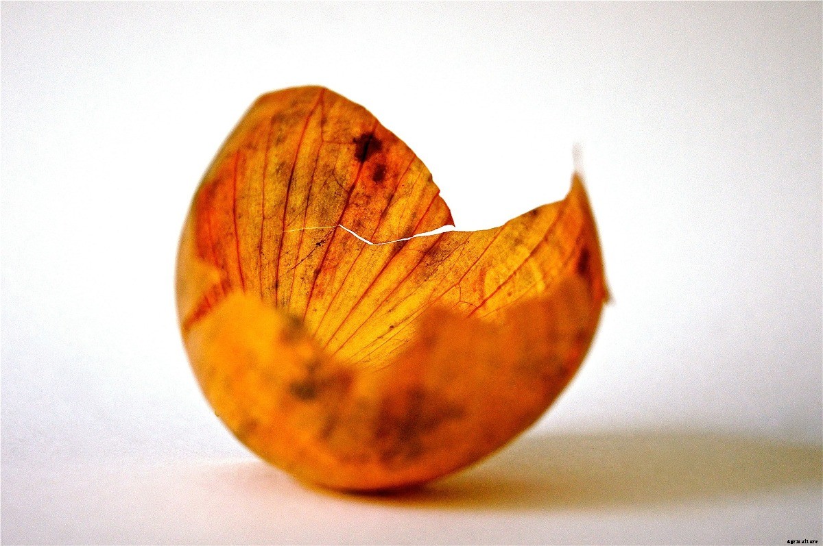 Making Compost From Onions For Home Garden