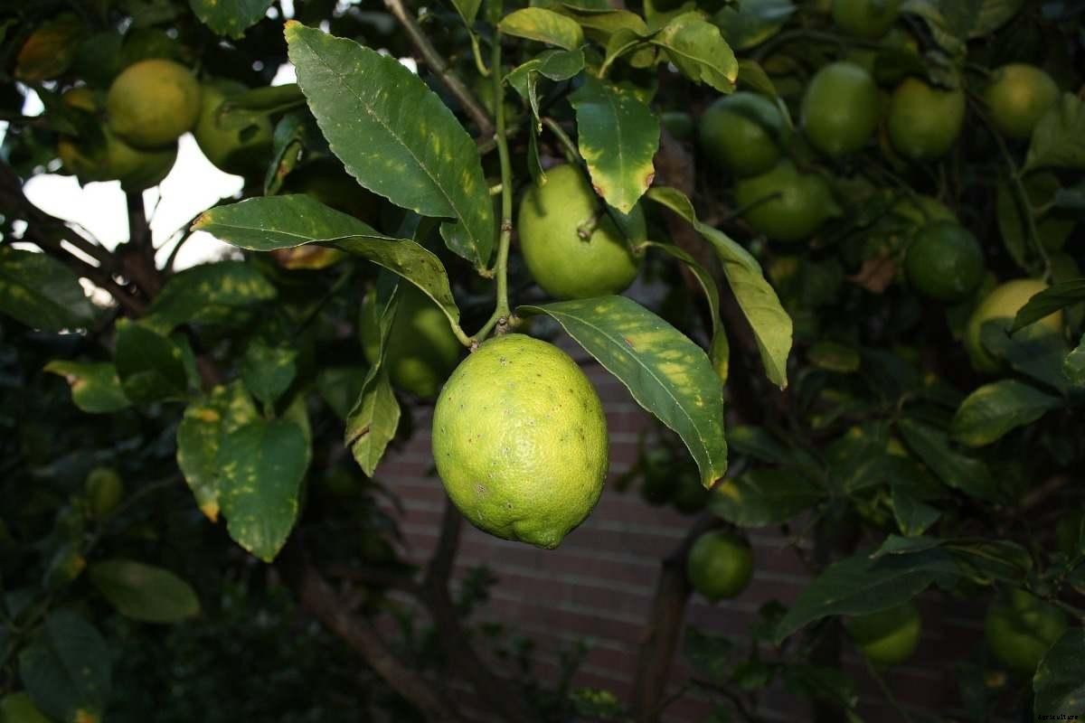 Growing Lemons In The Backyard – A Full Guide