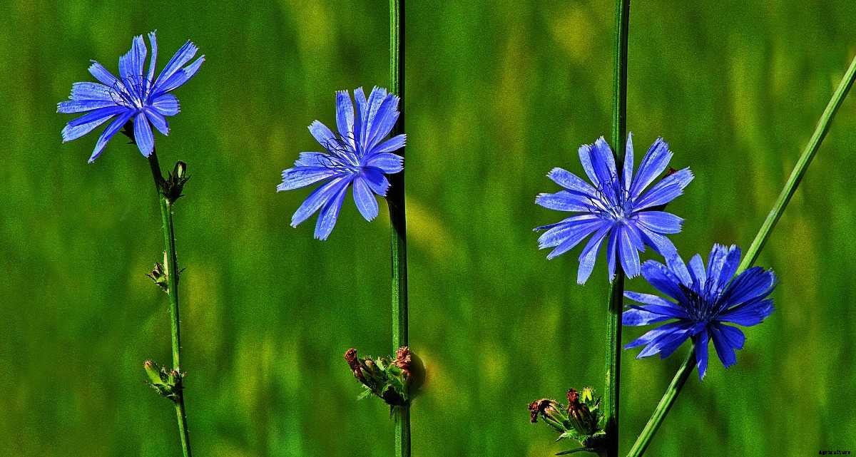 Growing Chicory in Pots, Indoors, Home Garden
