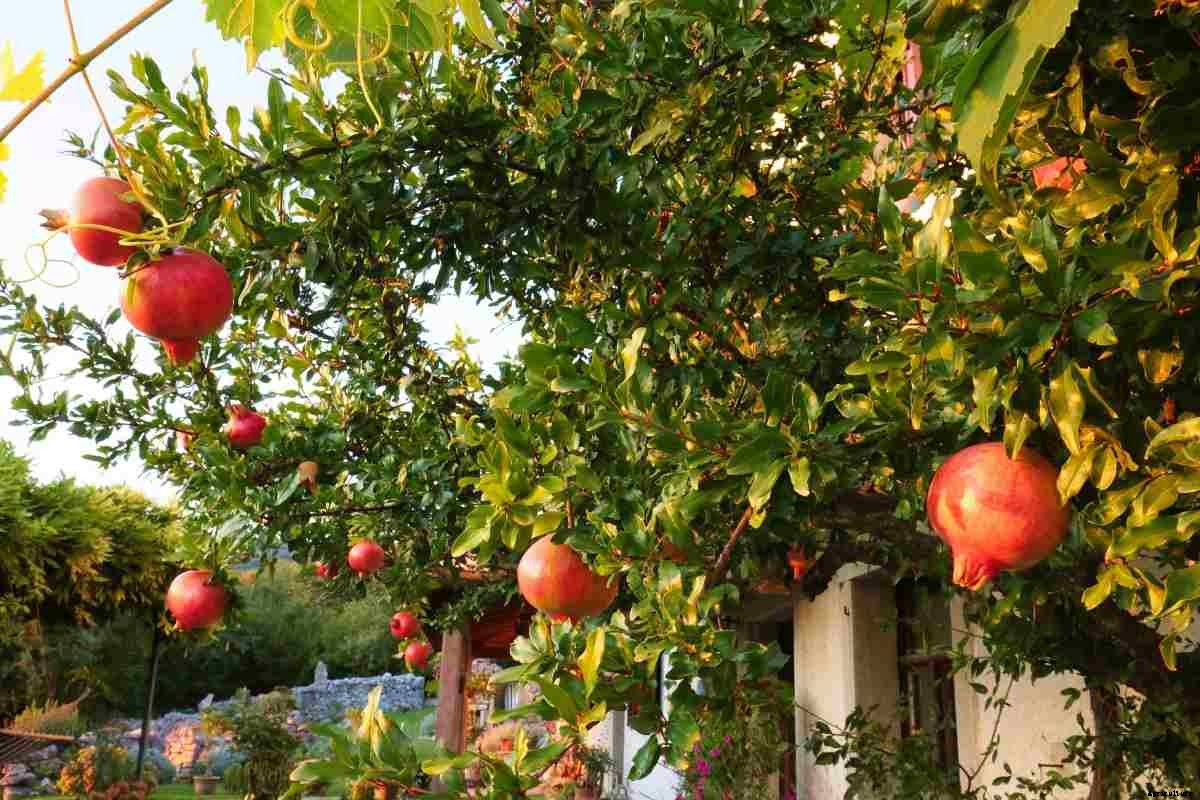 Growing Fruits in the Backyard – A Full Guide