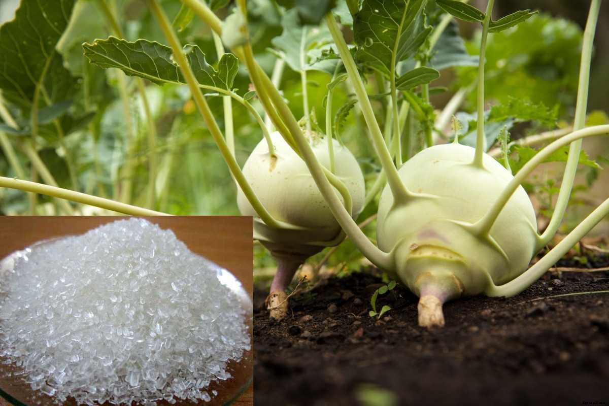 Epsom Salt For Gardening, Uses, Application, Benefits