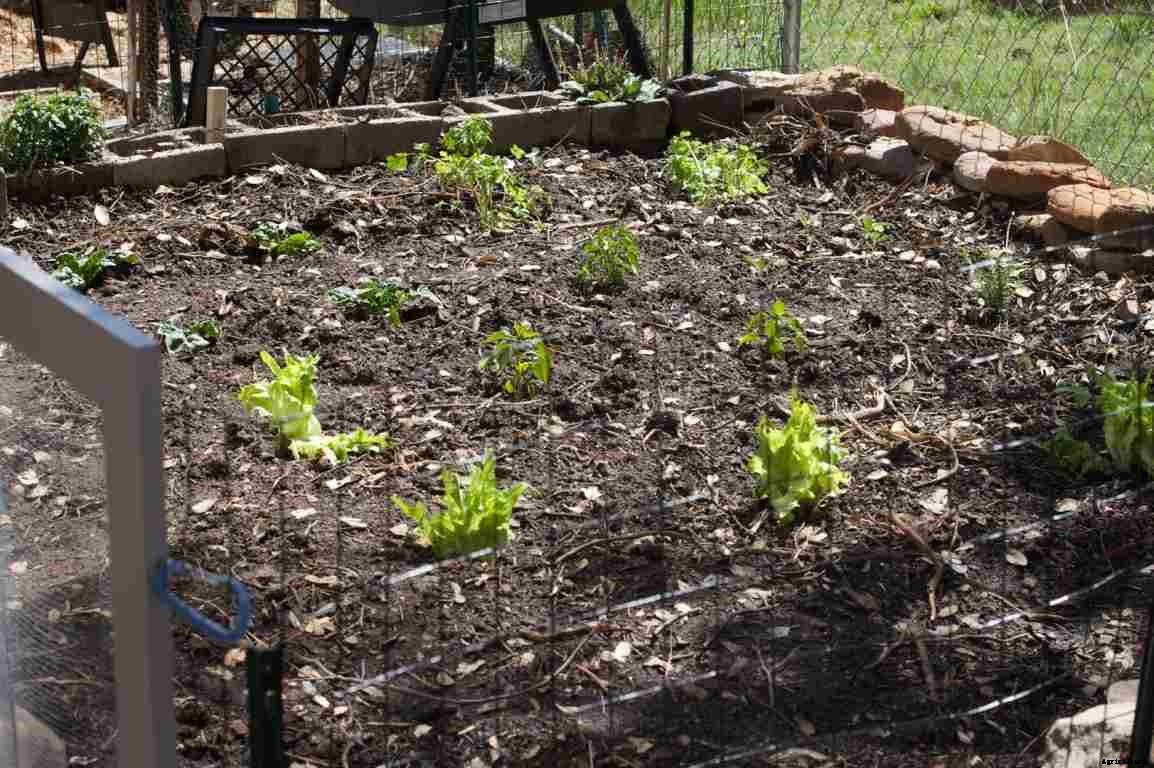 Vegetable Plant Spacing – A Full Guide
