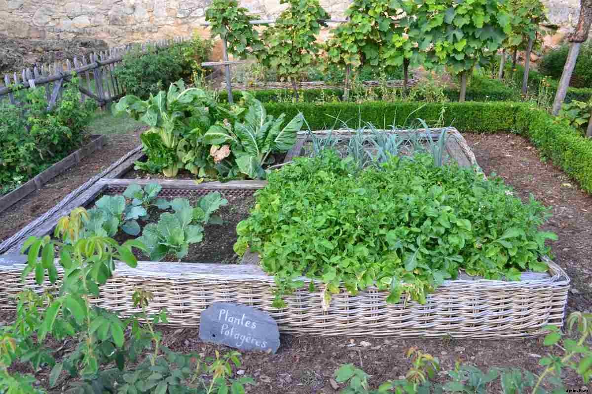 Vegetable Plant Spacing – A Full Guide