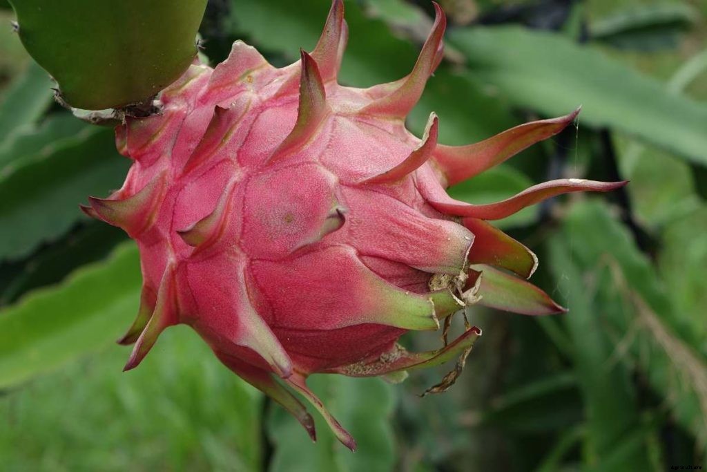 Dragon Fruit Growing, Profit, Cost, and Yield