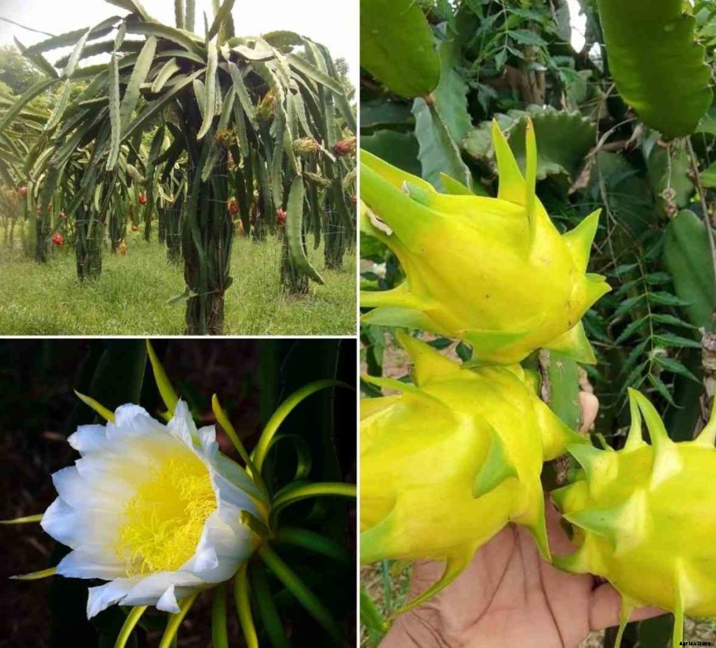 Dragon Fruit Growing, Profit, Cost, and Yield