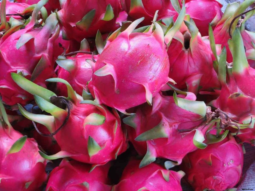 Dragon Fruit Growing, Profit, Cost, and Yield