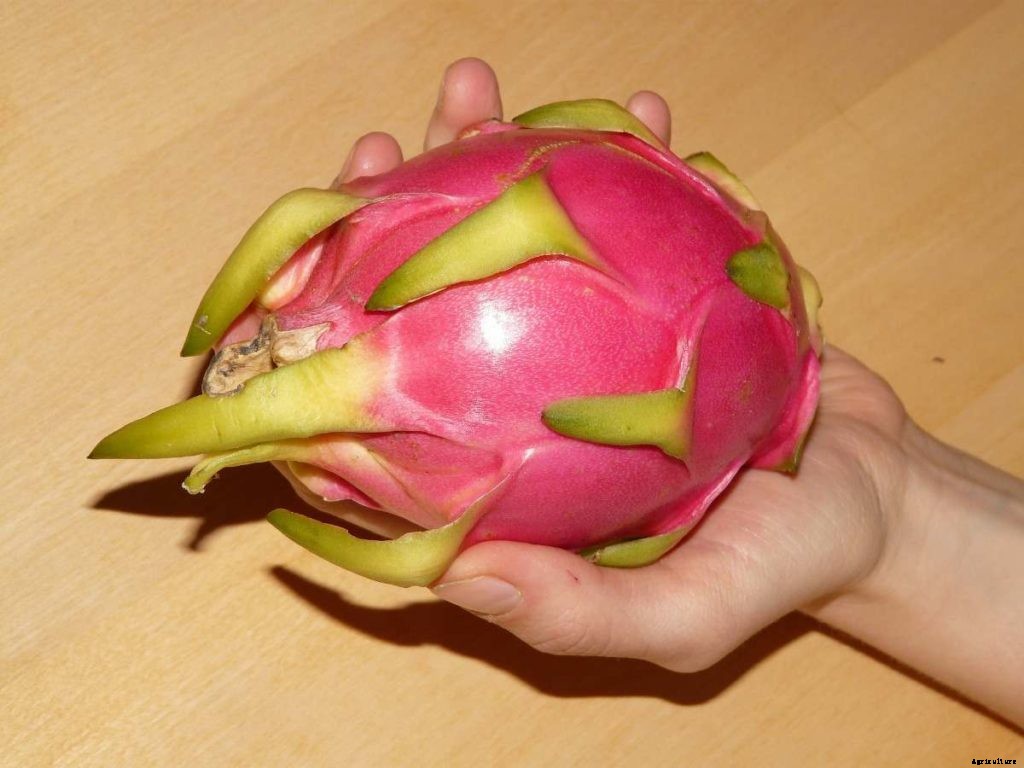 Dragon Fruit Growing, Profit, Cost, and Yield
