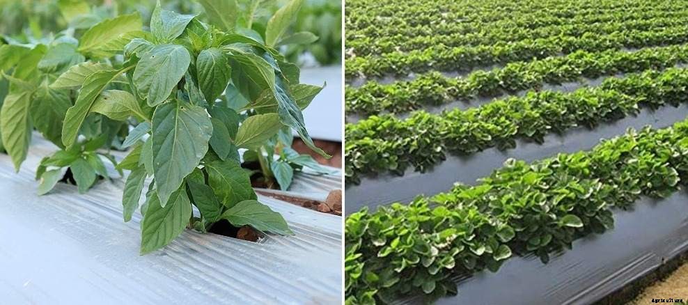 Garden Plastic Mulch, Uses, Advantages, Disadvantages