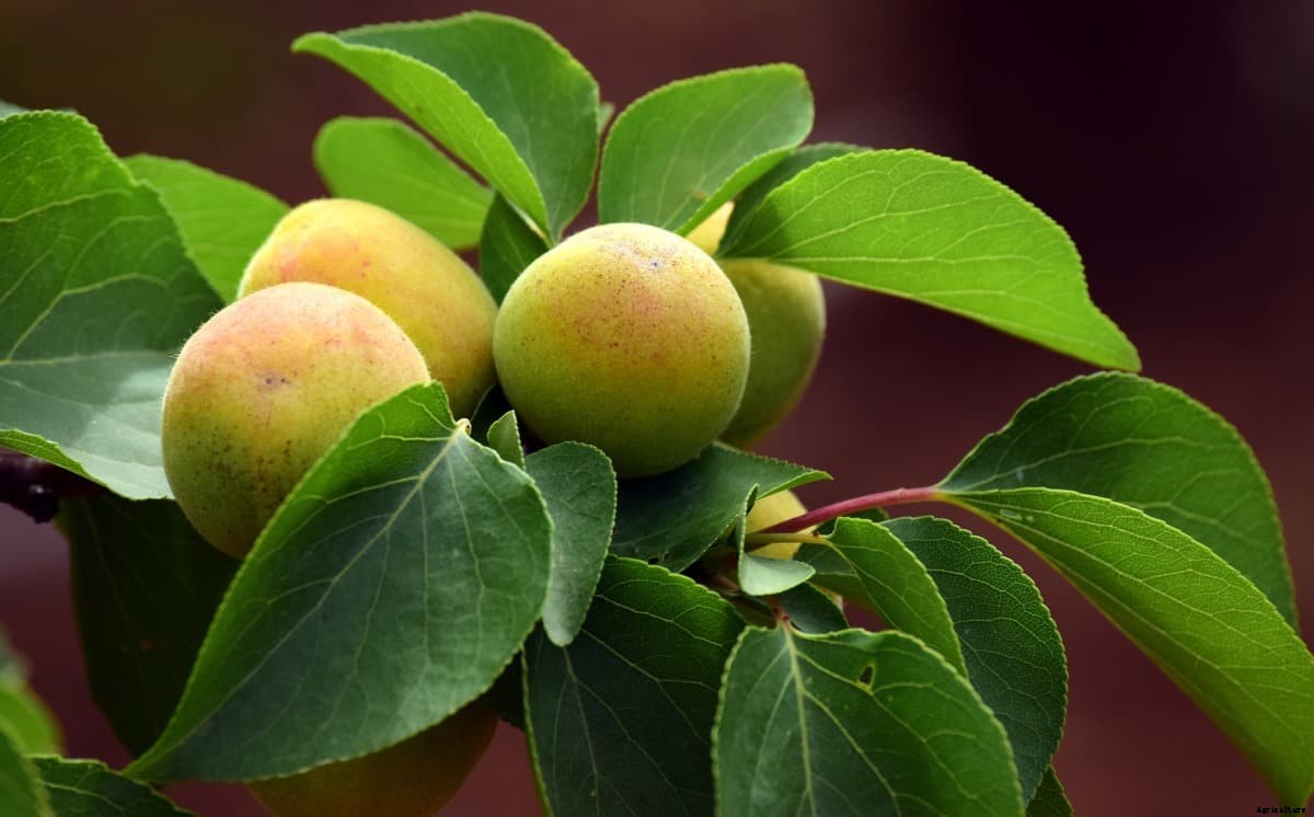 Growing Apricots Indoors in Pots/Containers