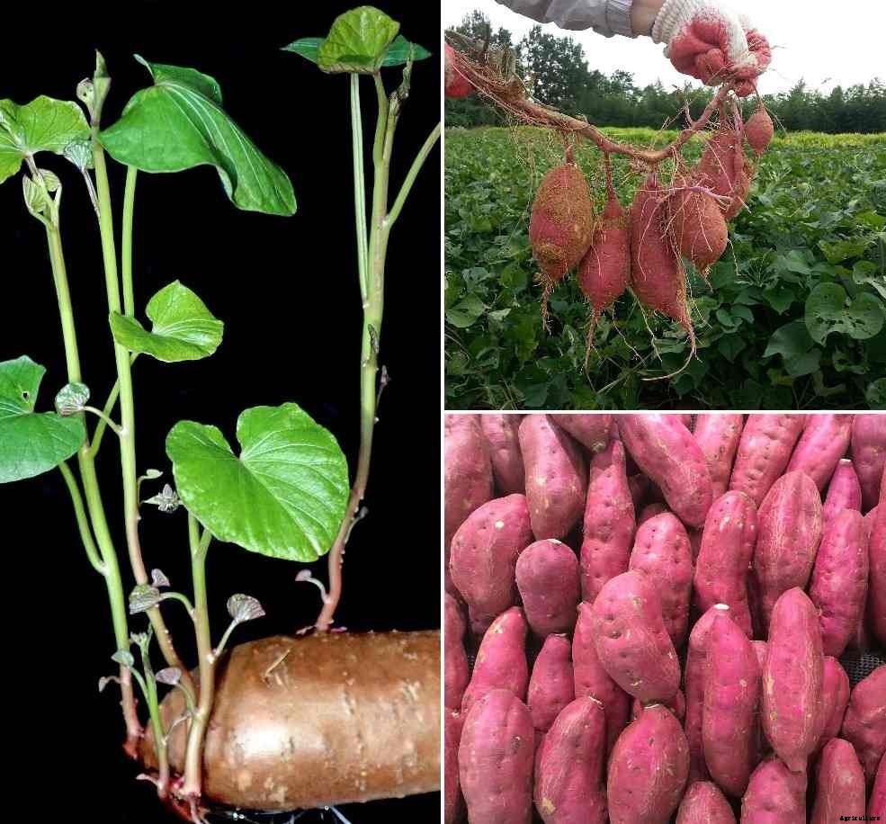 Growing Sweet Potatoes in the Backyard