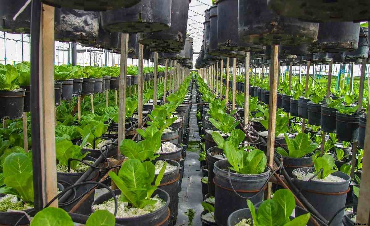 Easy Vegetables to Grow in Pots/Containes – A Full Guide