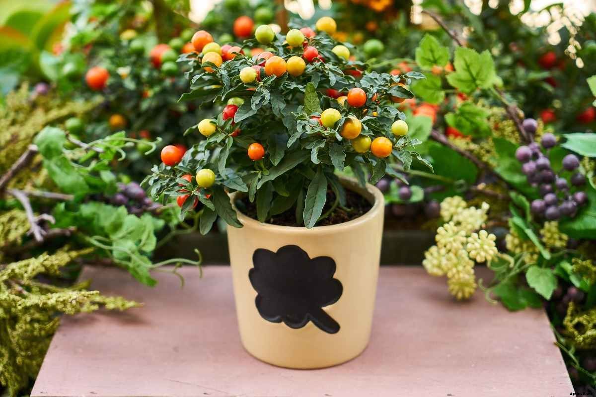 Easy Vegetables to Grow in Pots/Containes – A Full Guide