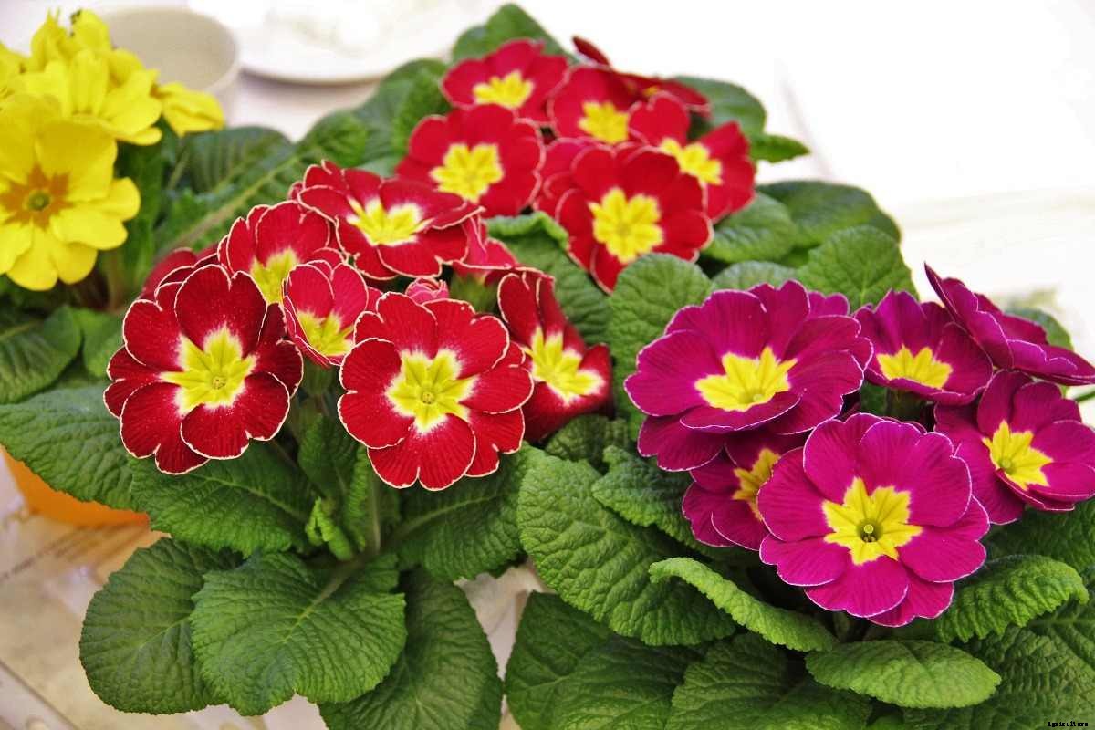 Growing Primrose Indoors, Primrose Plants Care
