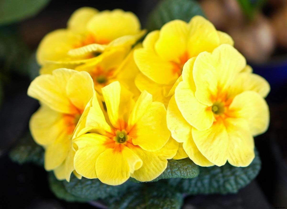 Growing Primrose Indoors, Primrose Plants Care