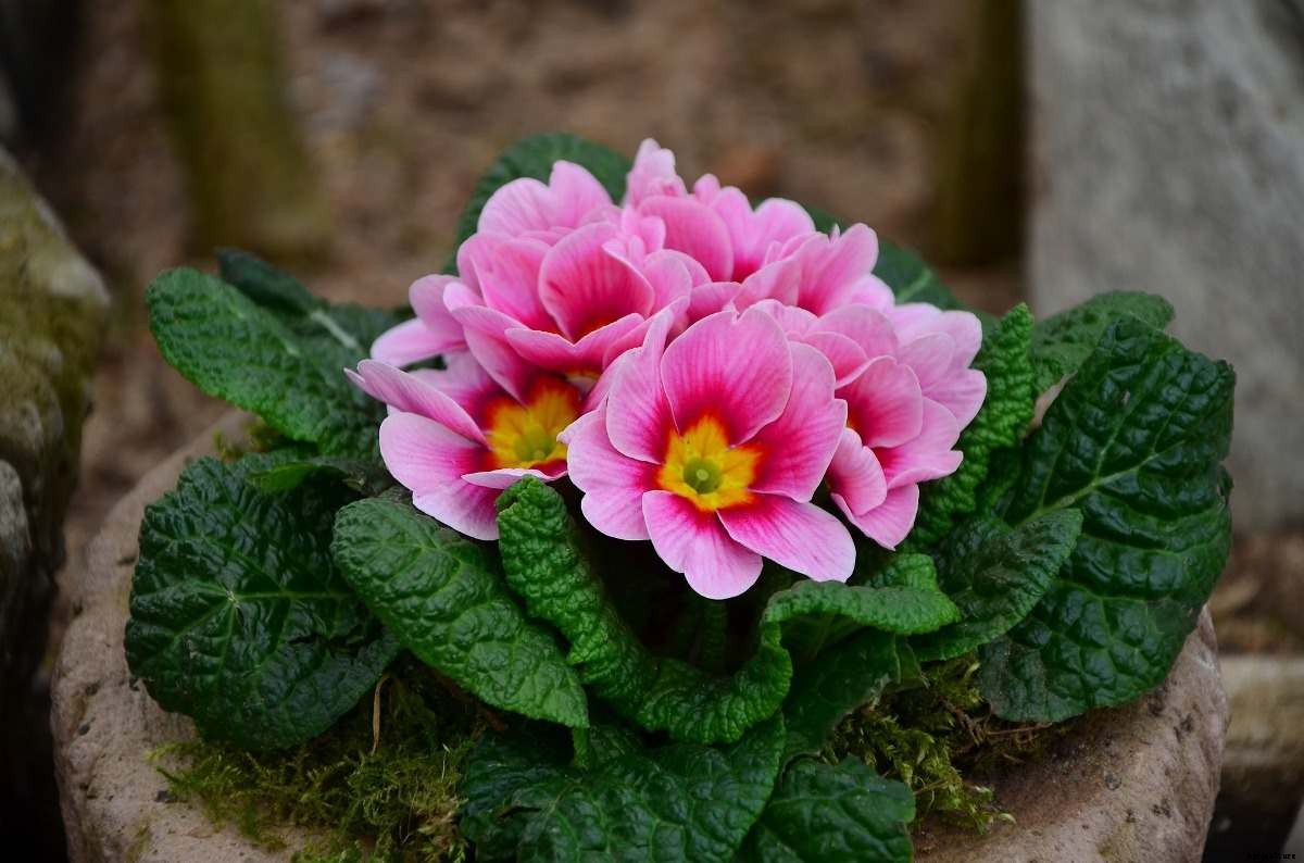 Growing Primrose Indoors, Primrose Plants Care