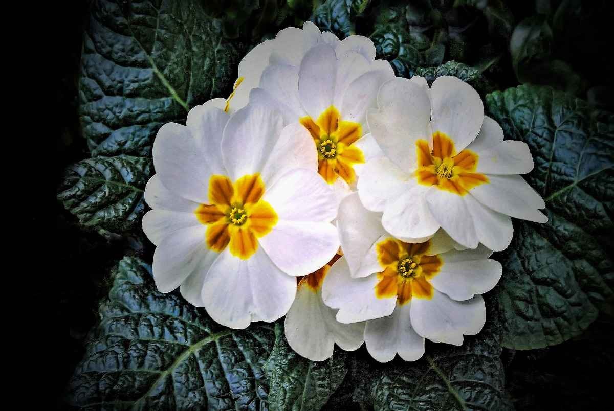 Growing Primrose Indoors, Primrose Plants Care