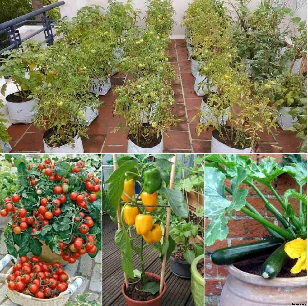 Terrace Organic Vegetables Growing – a Full Guide