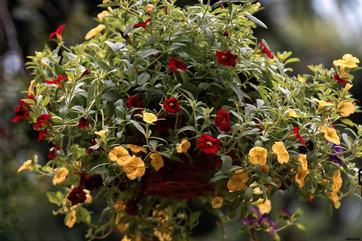 Growing Indoor Hanging Plants – a Full Guide