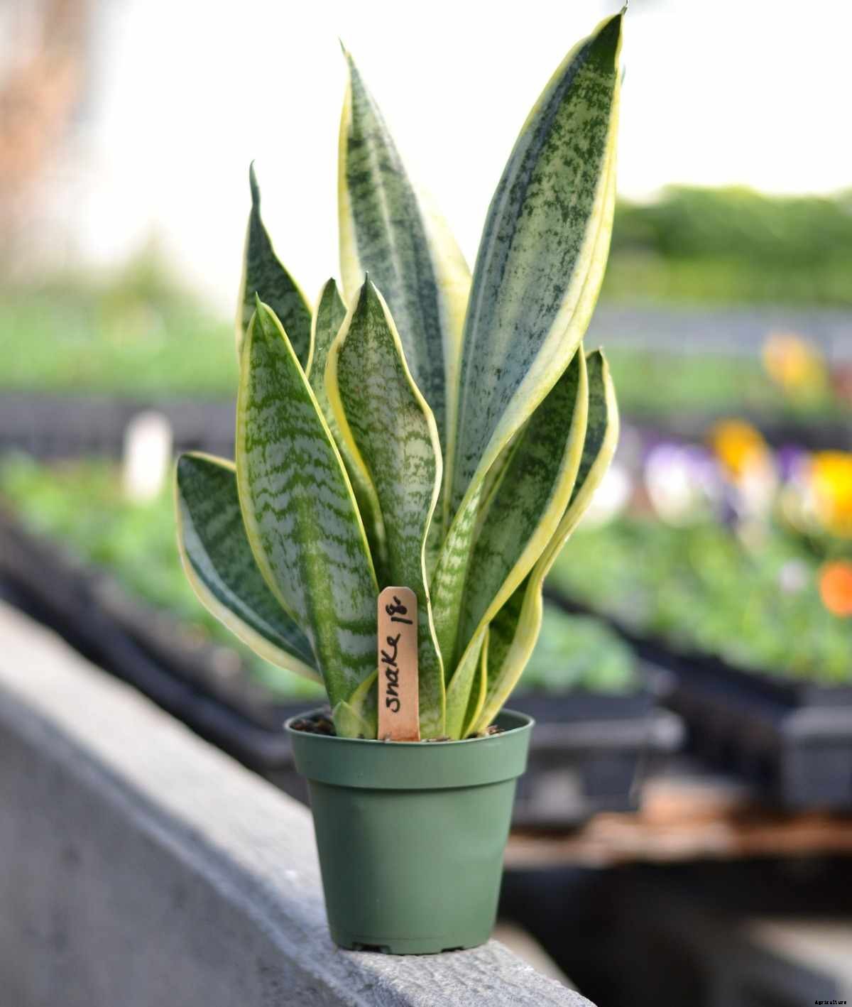 Growing Snake Plants Indoors – A Full Guide