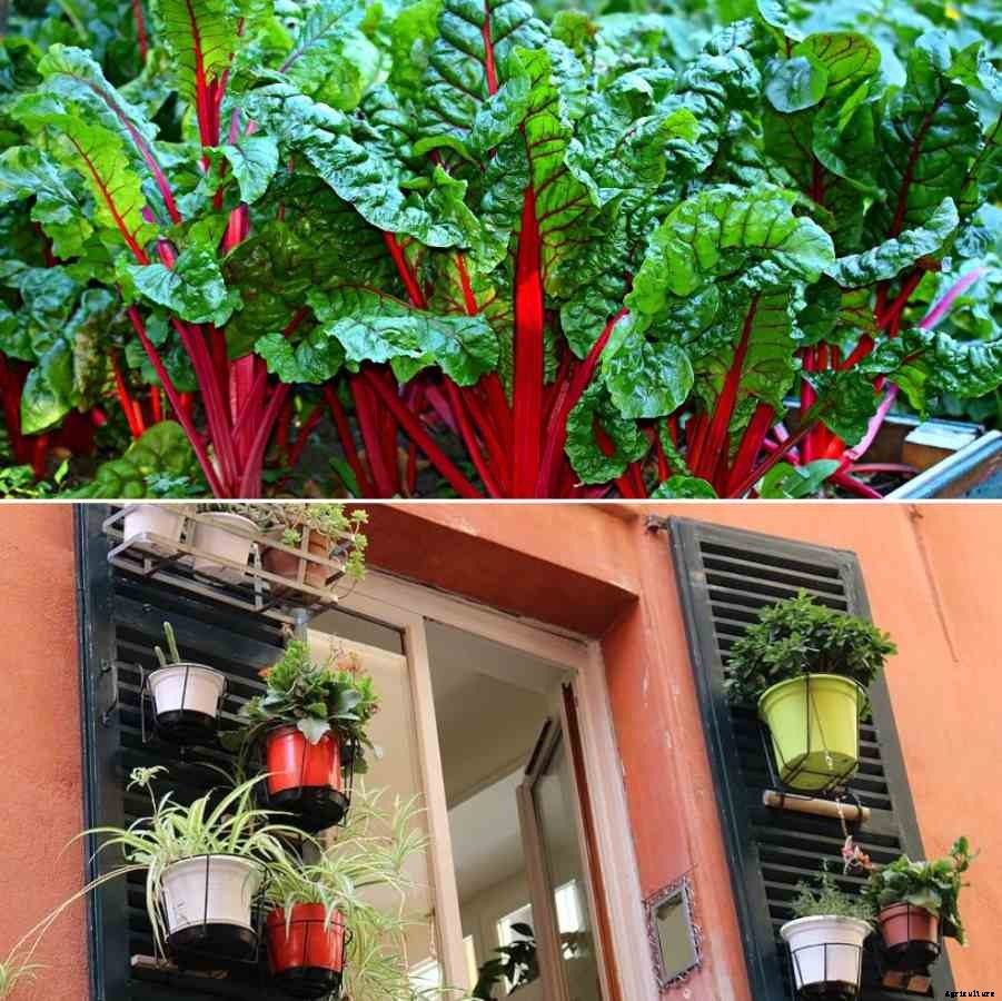 Growing Vegetables in the Window Box – a Full Guide