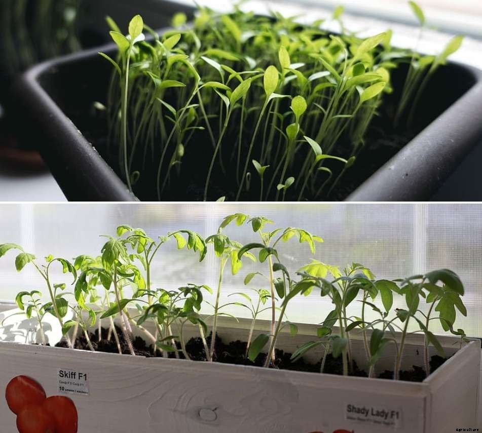 Growing Vegetables in the Window Box – a Full Guide