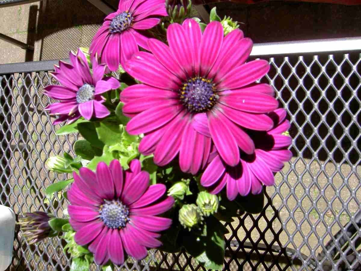 Growing Gerbera Daisy in Pots – a Full Guide
