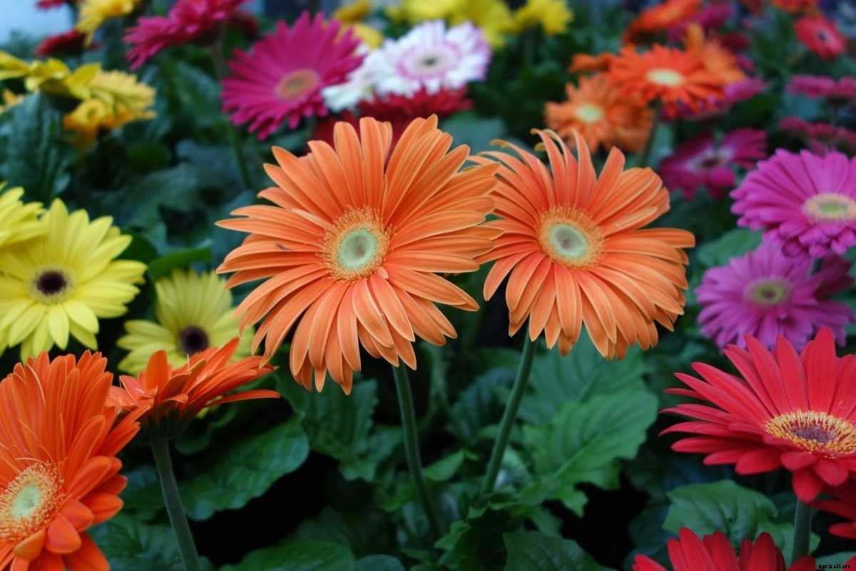 Growing Gerbera Daisy in Pots – a Full Guide
